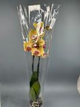 Фото флориста 1: Орхидея оранжевая