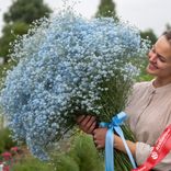 Маленькое фото 1: Букет из 25 голубых гипсофил с голубой лентой. Сервис доставки цветов AzaliaNow