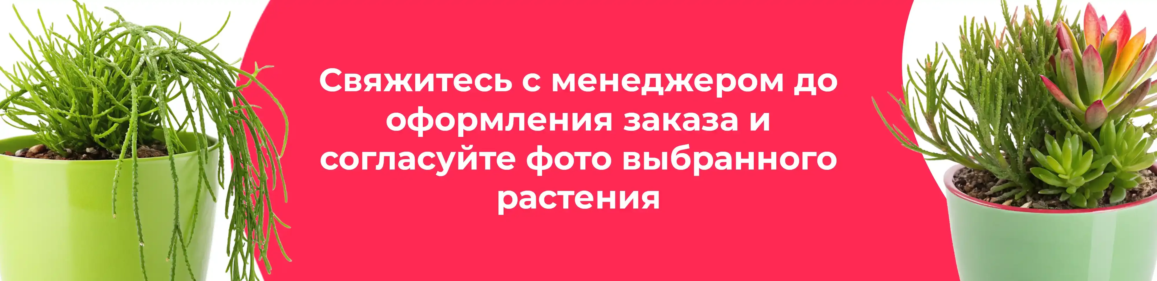 Баннер для рубрики: Рипсалисы
