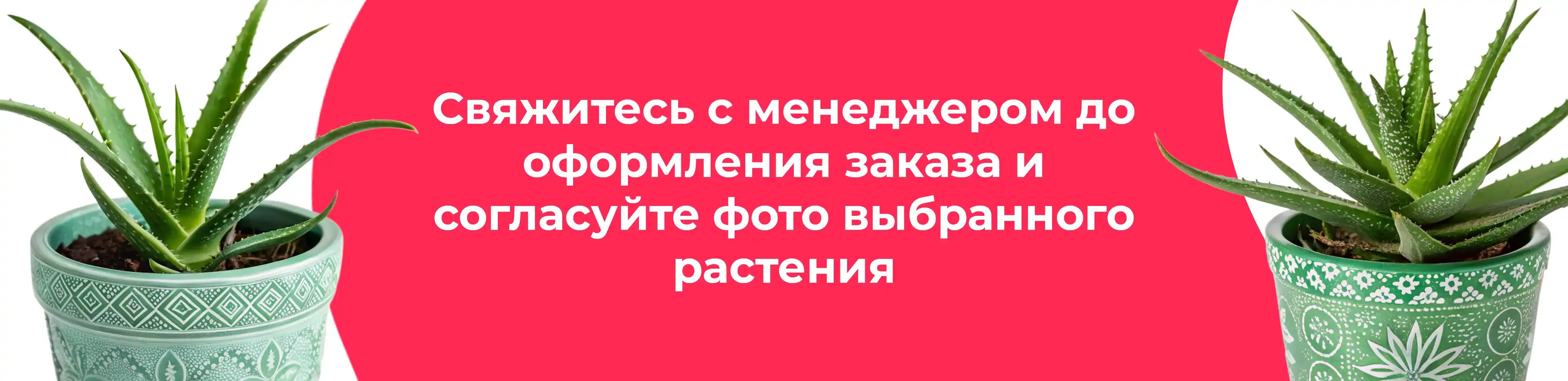 Баннер для рубрики: Алоэ