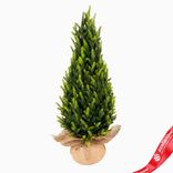 Маленькое фото 1: Ель искусственная в кашпо, Н60х26х26см, зеленый