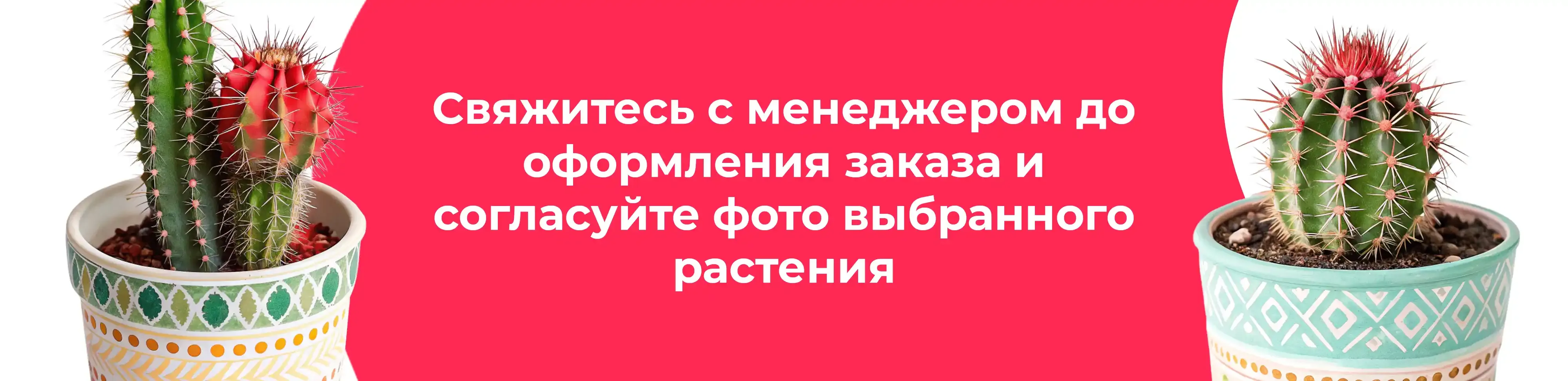 Баннер для рубрики: Кактусы микс