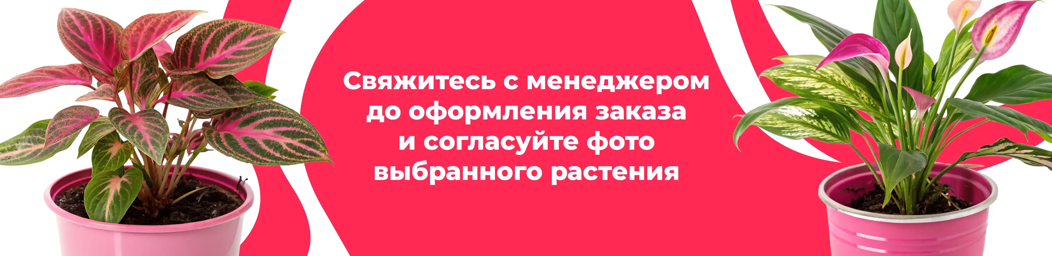 Баннер для рубрики: Растения Донской
