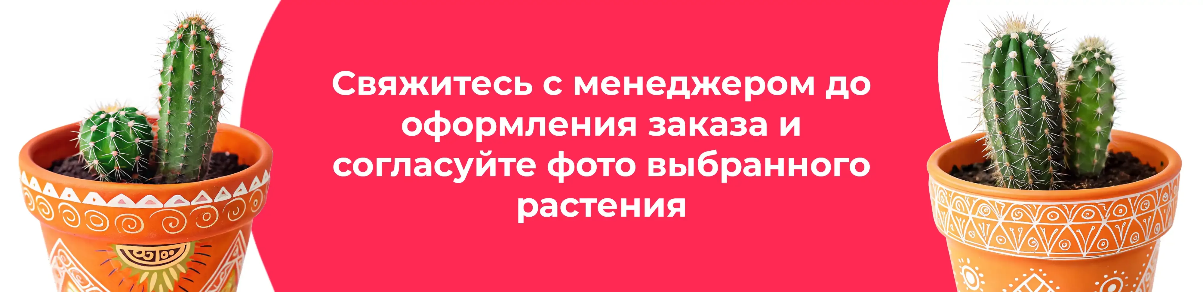 Баннер для рубрики: Комнатные растения Деденево