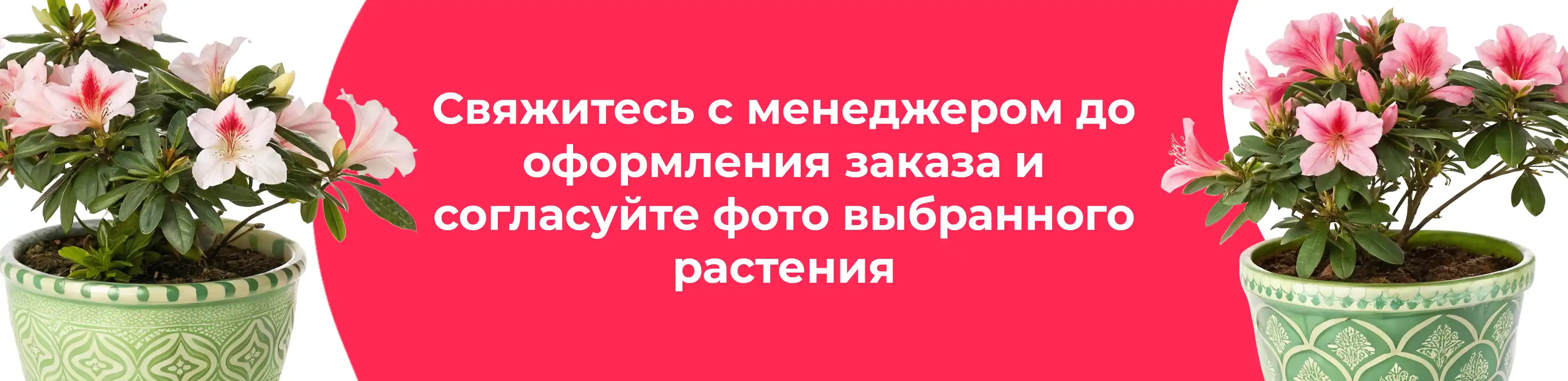 Баннер для рубрики: Цветы в горшках Павловский Посад