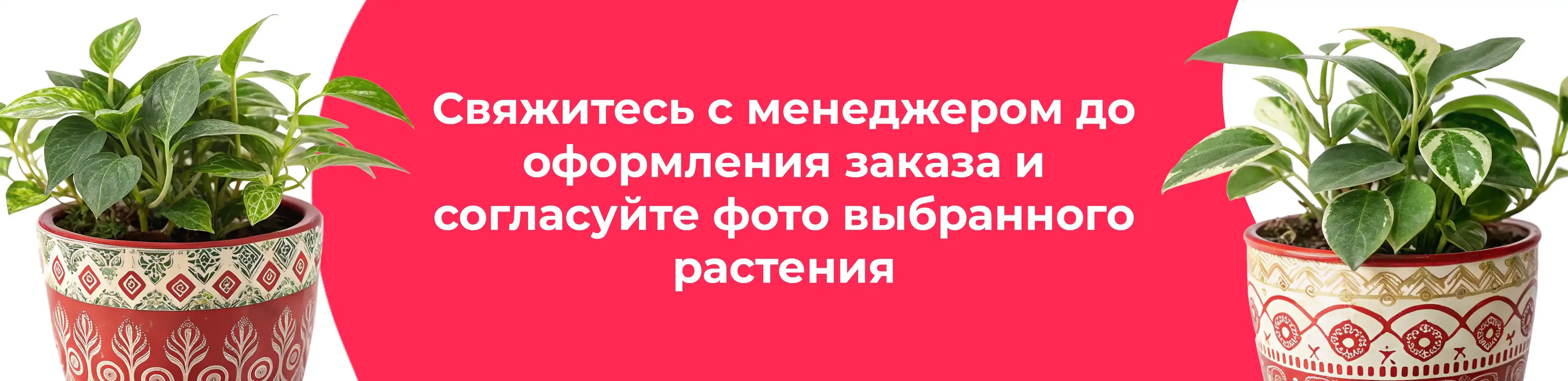 Баннер для рубрики: Цветы в горшках Лосино-Петровский