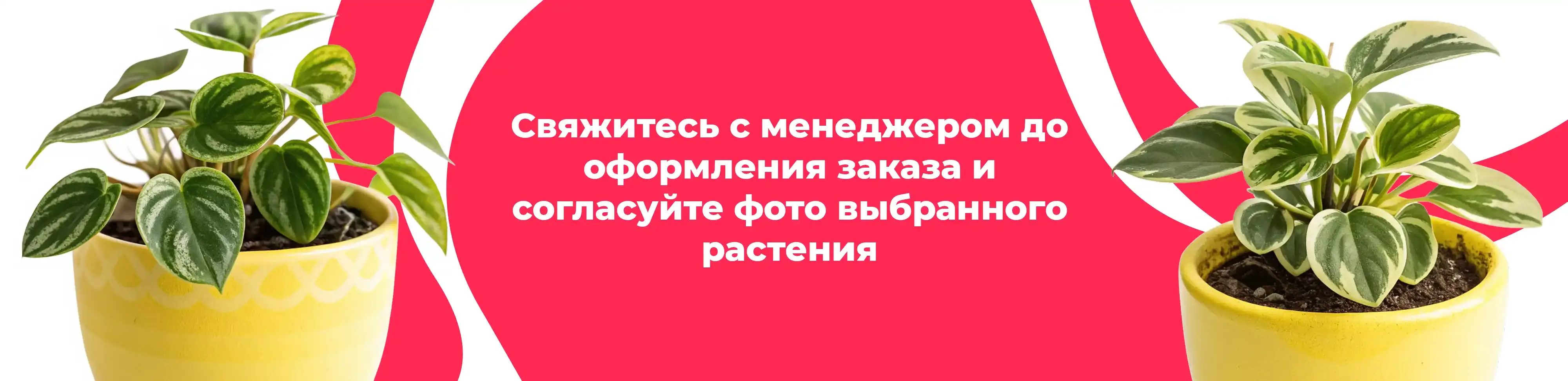 Баннер для рубрики: Комнатные растения Протвино