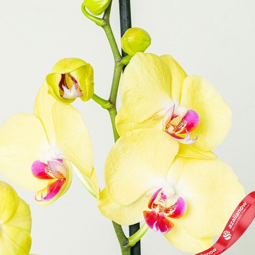 Фото 4: Орхидея желтая. Сервис доставки цветов AzaliaNow
