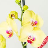 Маленькое фото 4: Орхидея желтая. Сервис доставки цветов AzaliaNow