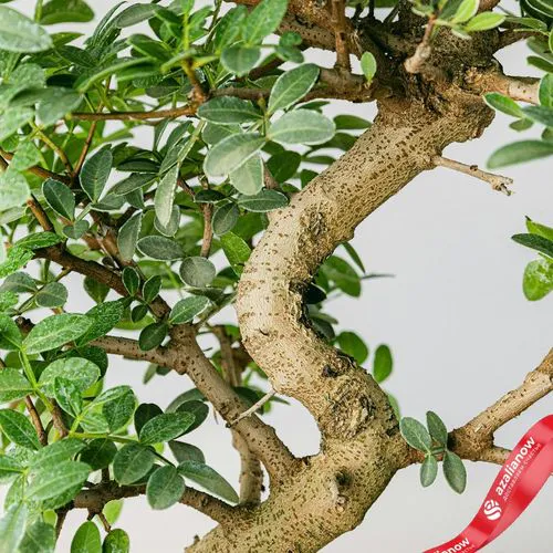 Фото 3: Бонсай Мастиковое дерево 10-летнее. Сервис доставки цветов AzaliaNow