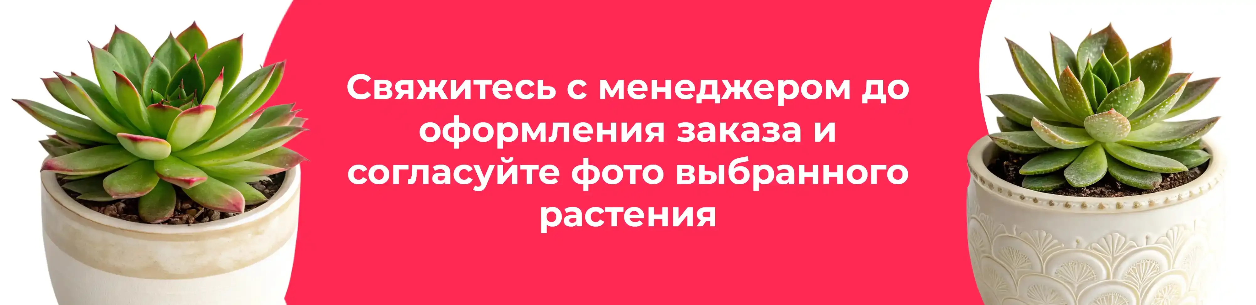 Баннер для рубрики: Суккуленты микс
