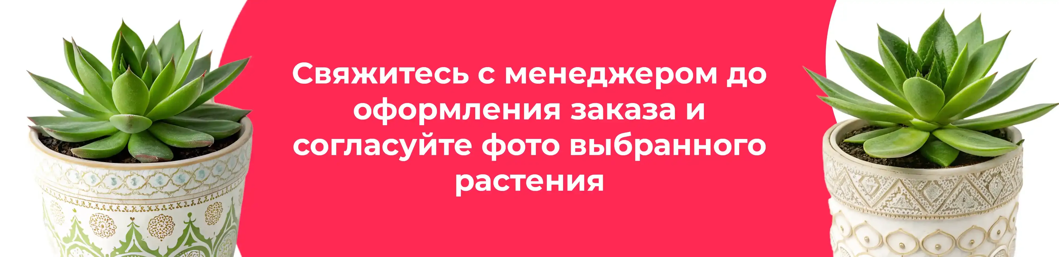 Баннер для рубрики: Суккуленты