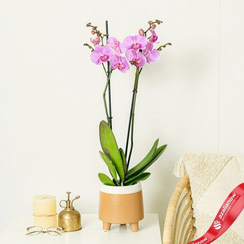 Фото 3: Орхидея светло-розовая. Сервис доставки цветов AzaliaNow