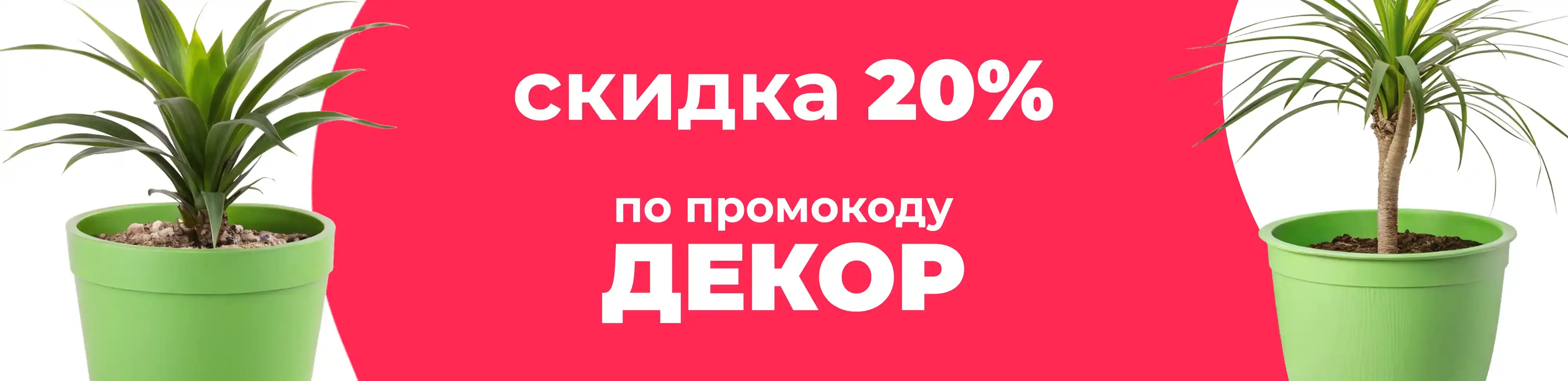 Баннер для рубрики: Кашпо для драцены