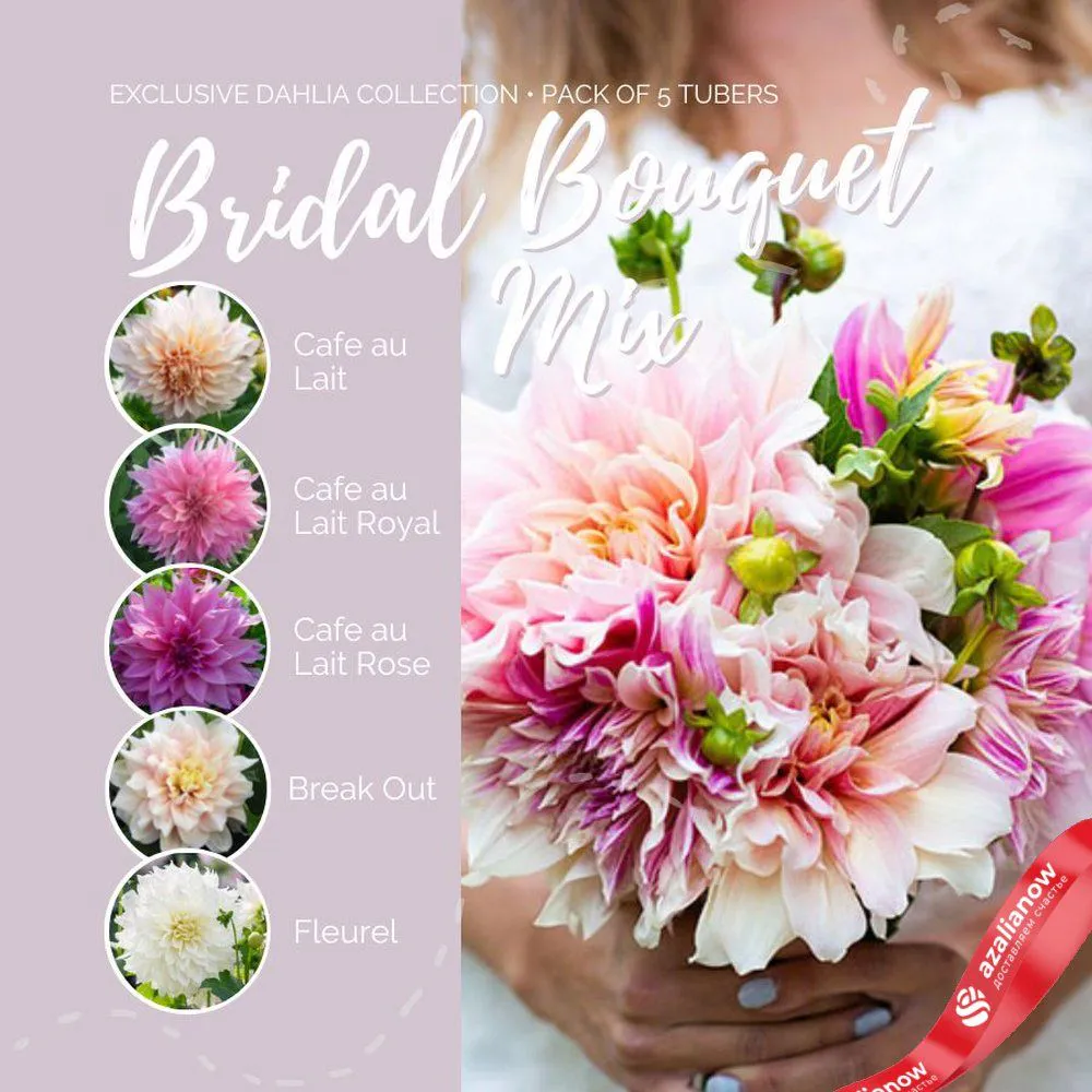 Георгин Брайдал Букет Микс (Bridal Bouquet Mix) Вид№4