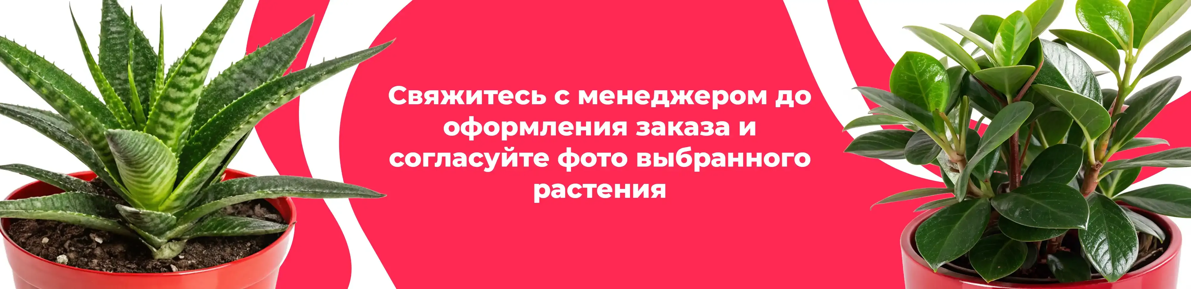 Баннер для рубрики: Комнатные растения Балашиха