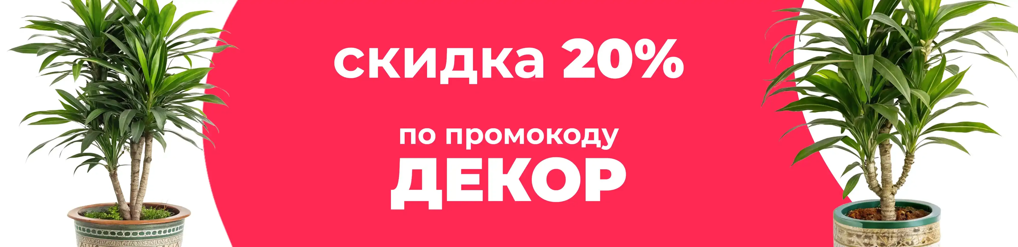 Баннер для рубрики: Драцены фрагранс лемон лайм