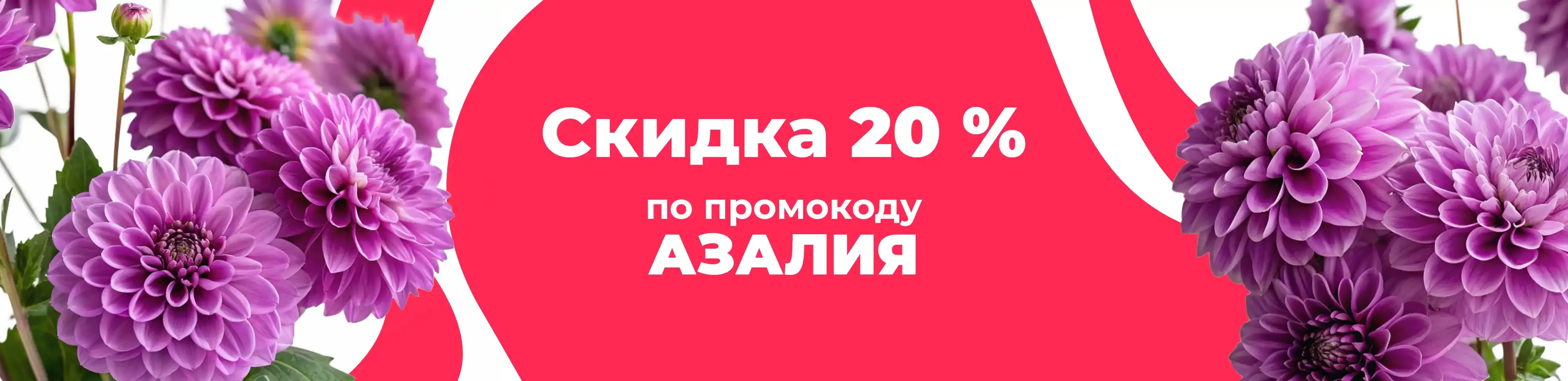 Баннер для рубрики: Георгины фиолетовые