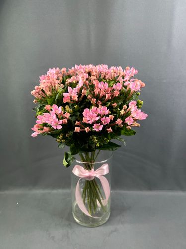 Фото флориста 1: Флоксы