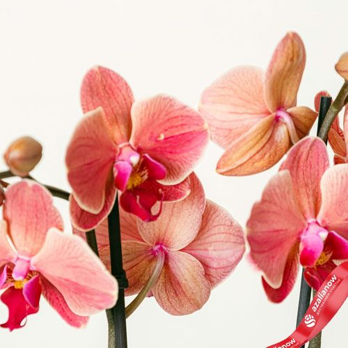 Фото 4: Орхидея оранжевая. Сервис доставки цветов AzaliaNow
