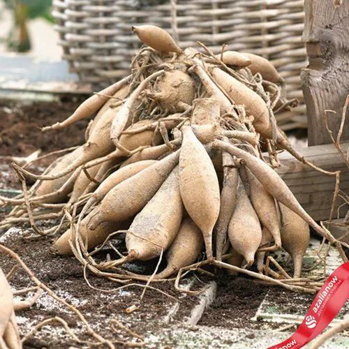 Фото 5: Георгин Браун Шуга (Brown Sugar). Сервис доставки цветов AzaliaNow