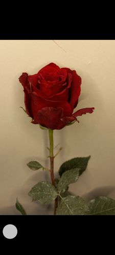 Показать все изображения