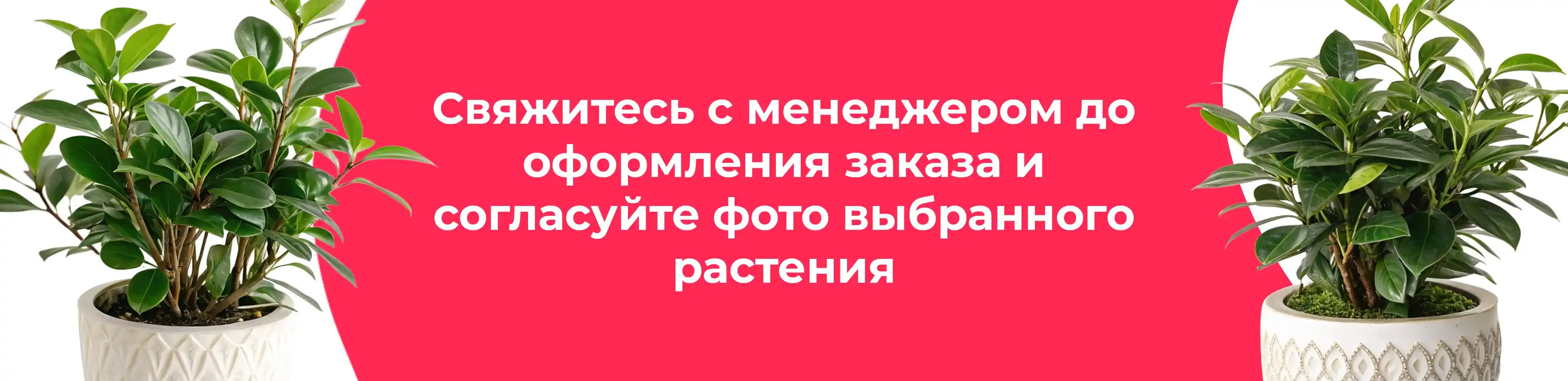 Баннер для рубрики: Пеперомии микс