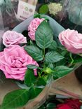 Фото флориста 1: Роза Патио Джувел желтая
