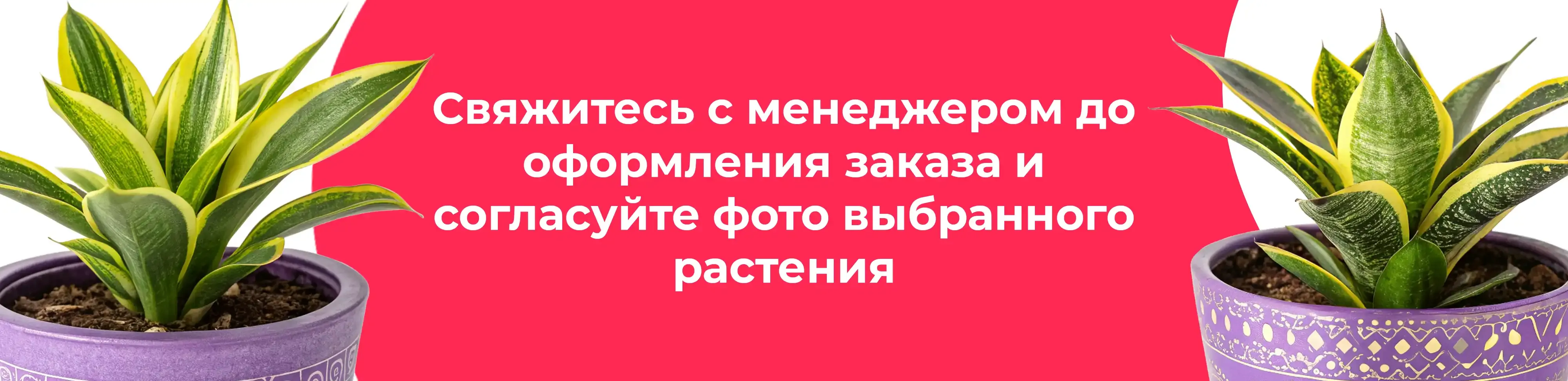 Баннер для рубрики: Цветы в горшках Раменское