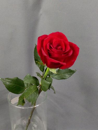 Фото флориста 1: Розы