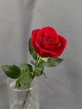 Фото флориста 1: Роза красная, Россия, 50см