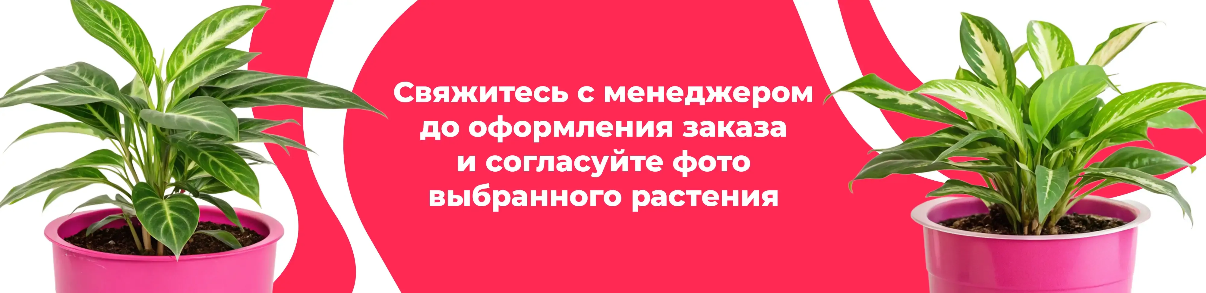Баннер для рубрики: Растения Дмитровский