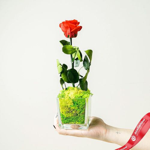 Фото 2: Роза в стекле. Сервис доставки цветов AzaliaNow