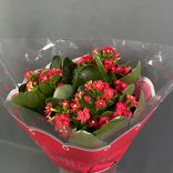 Фото флориста 1: Растение Блоссфельда, Каланхоэ красное в горшке