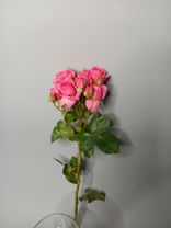 Роза кустовая микс, Голландия. Фото флориста - 1
