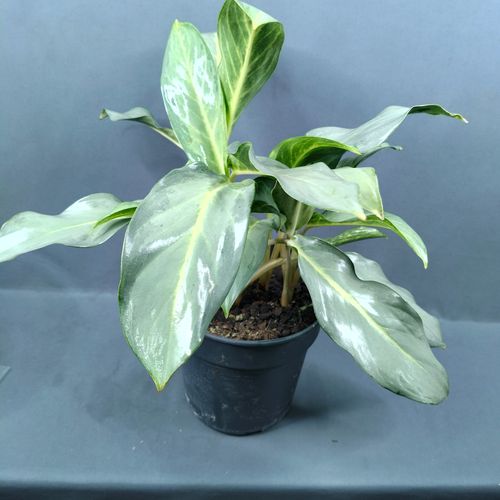 Фото флориста 2: Комнатные растения Электросталь