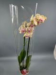 Фото флориста 1: Орхидея желтая