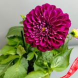 Маленькое фото 4: Георгин «Микс» для высадки в грунт, D13 см. Сервис доставки цветов AzaliaNow
