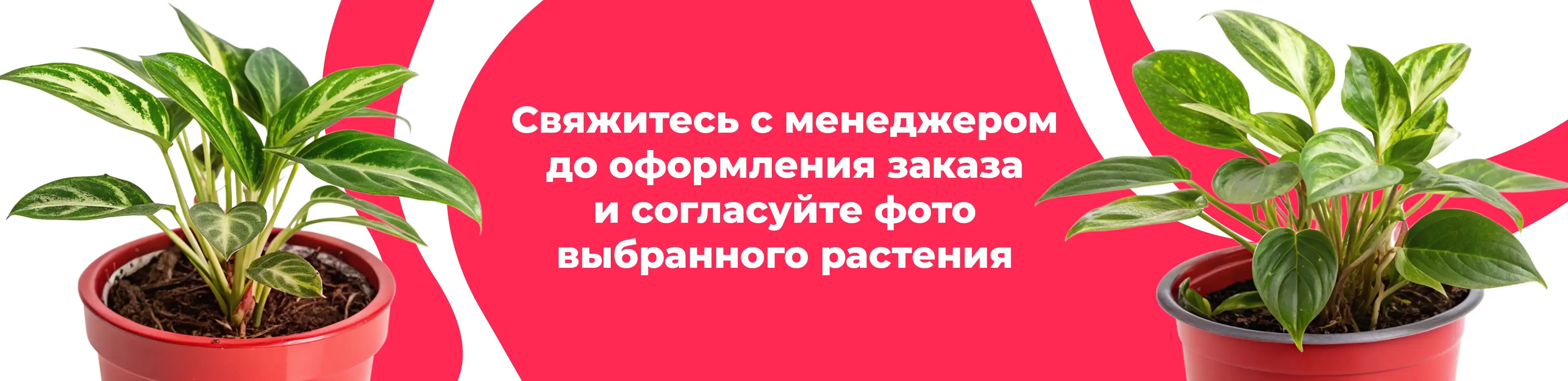 Баннер для рубрики: Растения Богородское