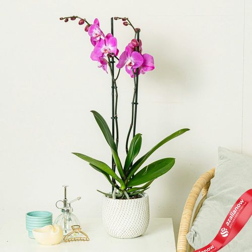 Фото 2: Орхидея темно-розовая. Сервис доставки цветов AzaliaNow