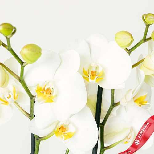 Фото 4: Орхидея белая. Сервис доставки цветов AzaliaNow