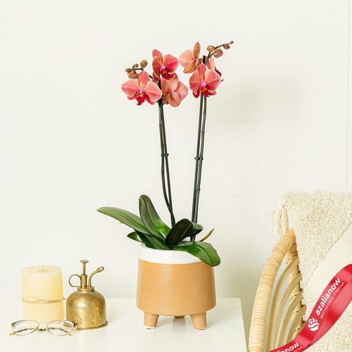 Фото 3: Орхидея оранжевая. Сервис доставки цветов AzaliaNow