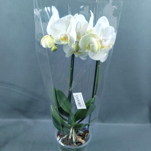 Фото флориста 1: Комнатные растения Электросталь