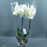 Фото флориста 2: Орхидея белая в горшке «Очарование орхидеи»