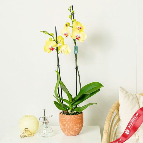 Фото 2: Орхидея желтая. Сервис доставки цветов AzaliaNow