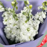 Маленькое фото 4: Букет «Нежность для любимых» из 7 белых матиолл