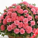 Маленькое фото 2: Букет из 65 розовых гвоздик в корзине с зеленью. Сервис доставки цветов AzaliaNow
