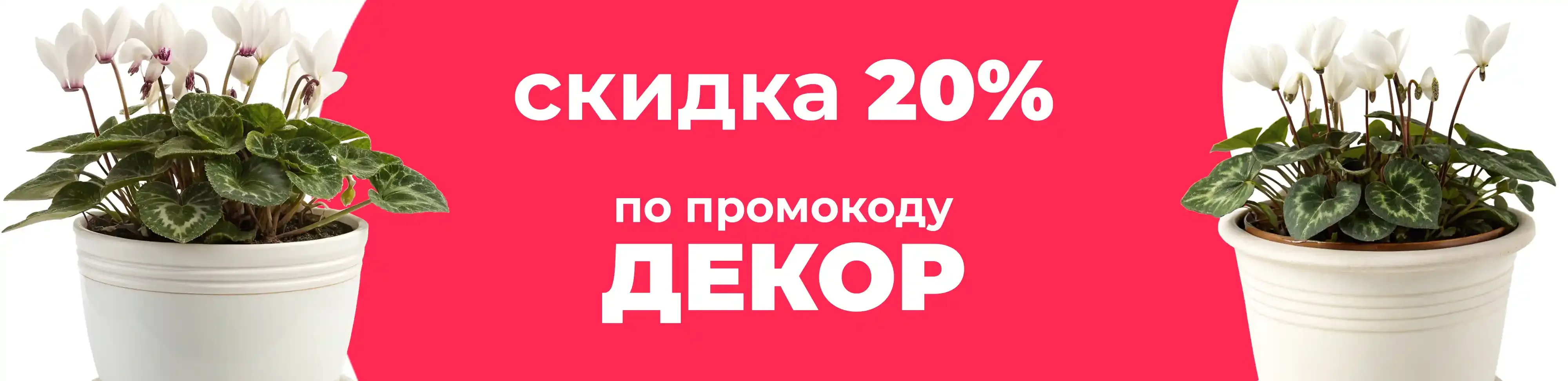 Баннер для рубрики: Горшки для цикламена