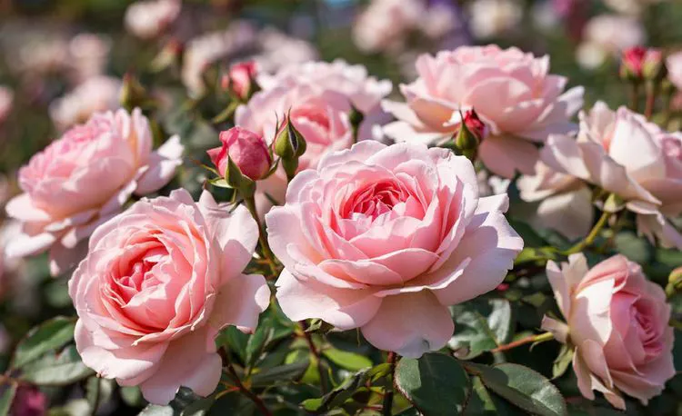 Уход за садом весной