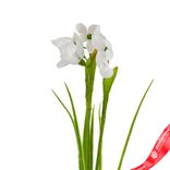 Маленькое фото 5: Подснежник на вставке, 30см, белый. Сервис доставки цветов AzaliaNow